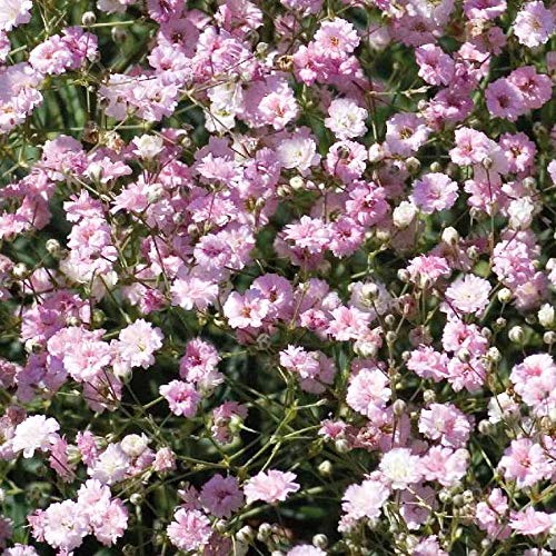 Pink Gypsophila Flower seeds for Planting Premium Quality, Heirloom & GMO Free Seeds for Home Garden vegetable and garden seeds