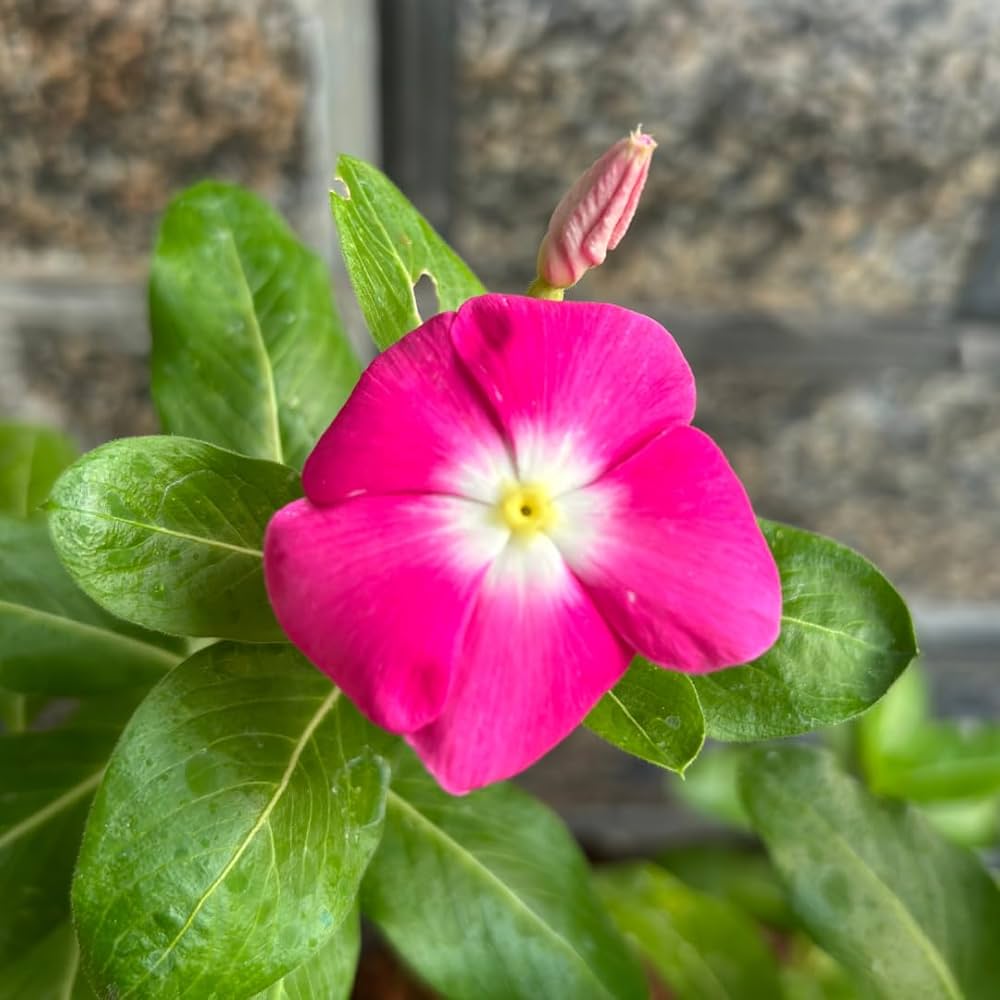 Premium Pink Vinca Rosea Flower seeds for Planting Shade Tolerant, Heirloom & GMO Free Seeds for Home Garden seeds
