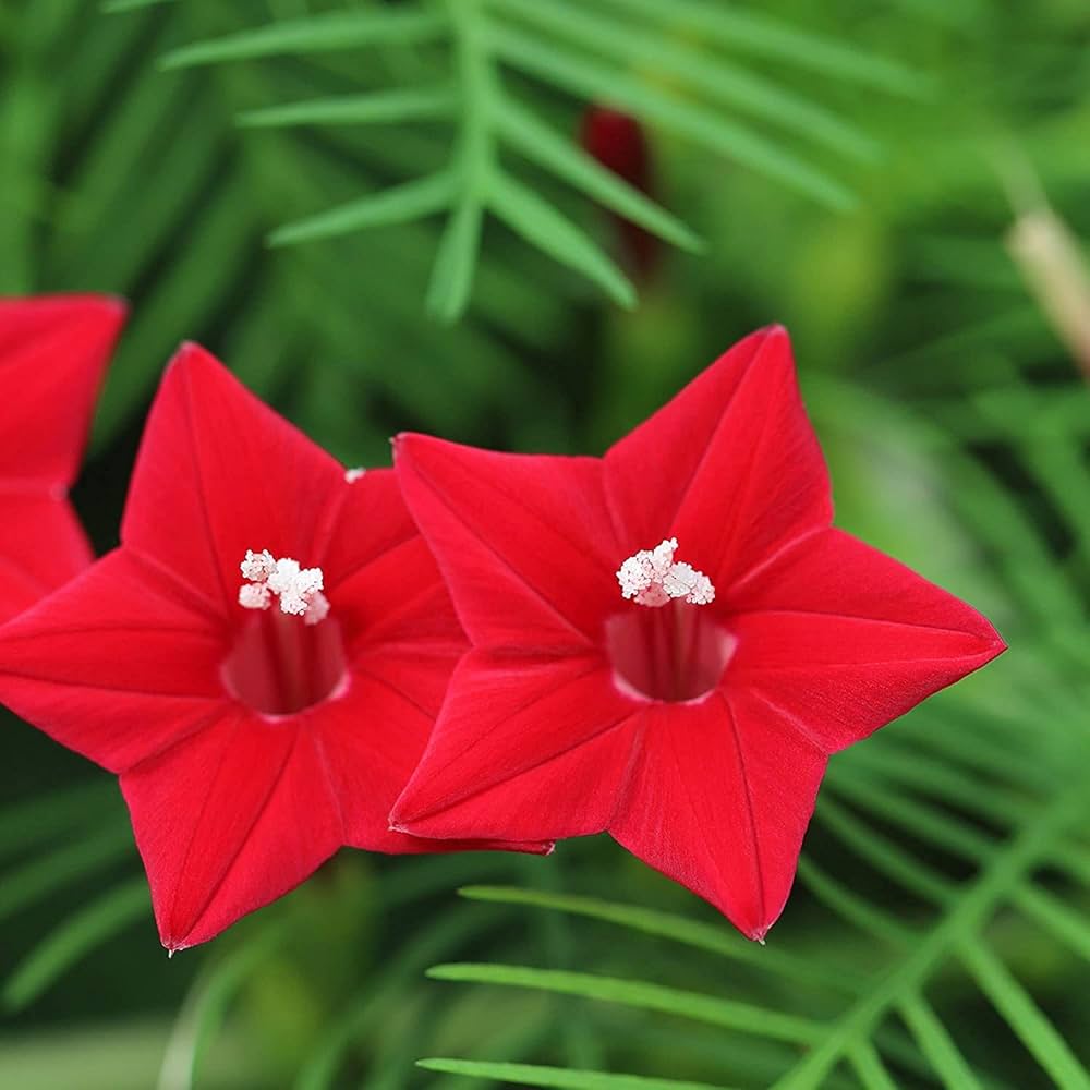 Premium Red Cardinal Climber Flower seeds for Planting Drought Tolerant, Heirloom & GMO Free Seeds for Home Garden seeds