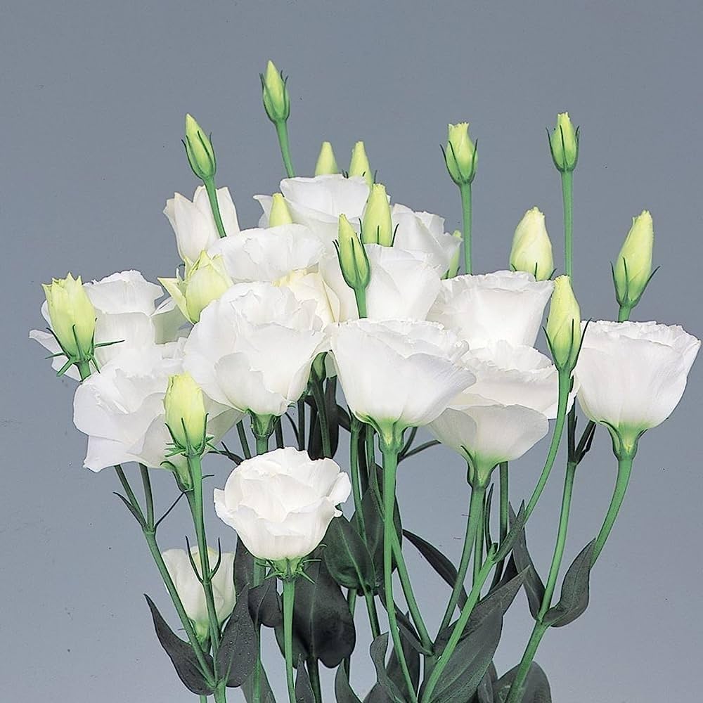 White Gentian Plant Seeds For Planting - Easy To Grow Seeds