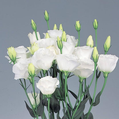 White Gentian Plant Seeds For Planting - Easy To Grow Seeds