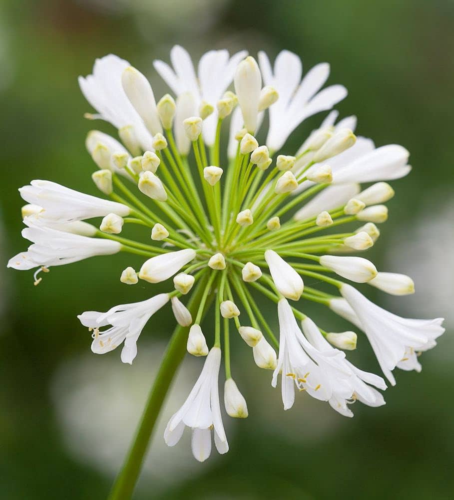 Agapanthus Flower seeds for Planting Pollinator Friendly, Heirloom & GMO Free Seeds for Home Garden vegetable and garden seeds