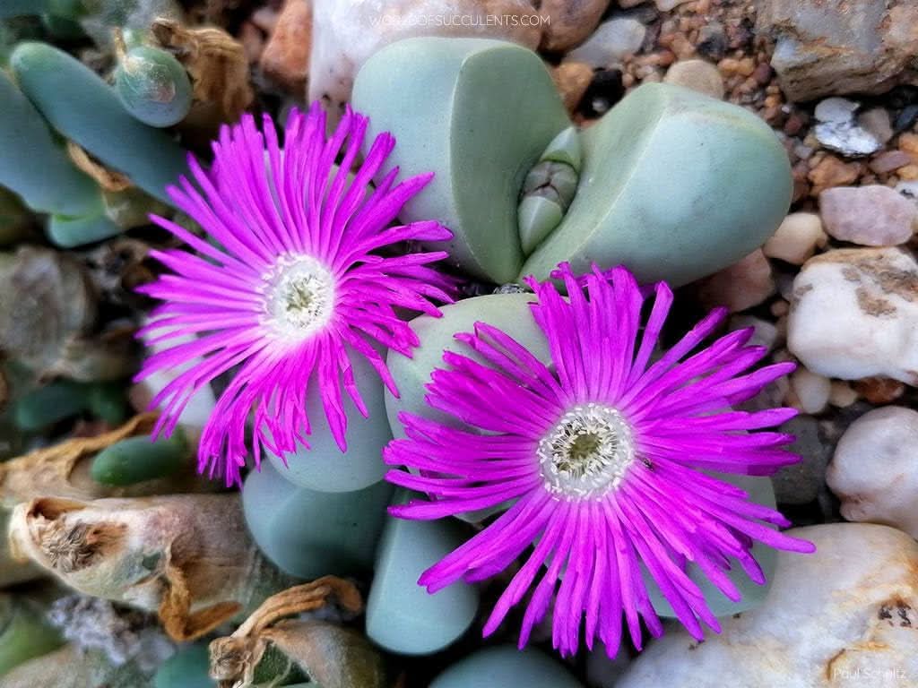 Premium Pink Argyroderma Flower seeds for Planting Garden Favorite, Heirloom & GMO Free Seeds for Home Garden seeds