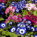 Mix Cineraria Flower seeds for Planting Drought Tolerant, Heirloom & GMO Free Seeds for Home Garden seeds for planting