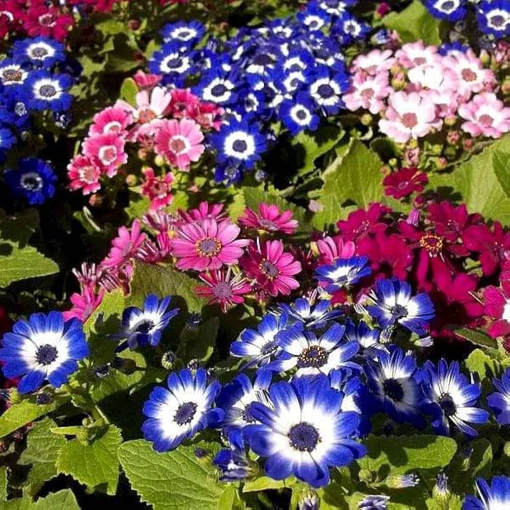 Mix Cineraria Flower seeds for Planting Drought Tolerant, Heirloom & GMO Free Seeds for Home Garden seeds for planting