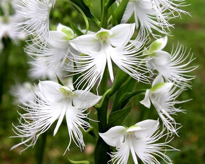 Egret Bonsai Flower seeds for Planting Colorful Display Heirloom & GMO Free Seeds for Home Garden