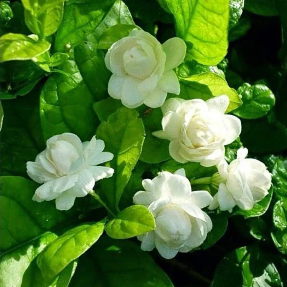 Mogra Flower seeds for Planting Premium Quality Heirloom & GMO Free Seeds for Home Garden