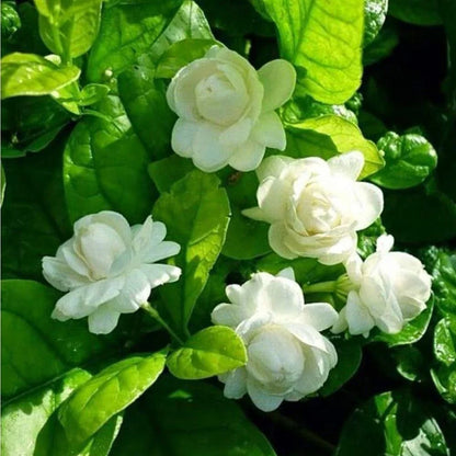 Mogra Flower seeds for Planting Premium Quality Heirloom & GMO Free Seeds for Home Garden