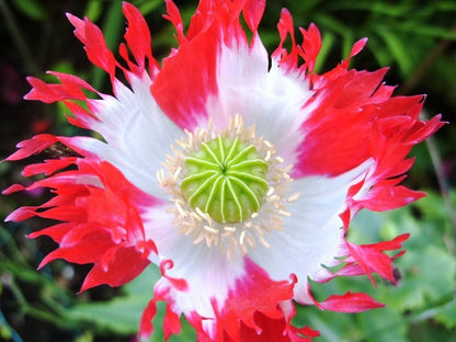 Danish Flower seeds for Planting Garden Favorite Heirloom & GMO Free Seeds for Home Garden