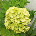 Hydrangea macrophylla Green Cloud Flower seeds for Planting Seasonal Bloomer, Heirloom & GMO Free Seeds for Home Garden seeds for planting