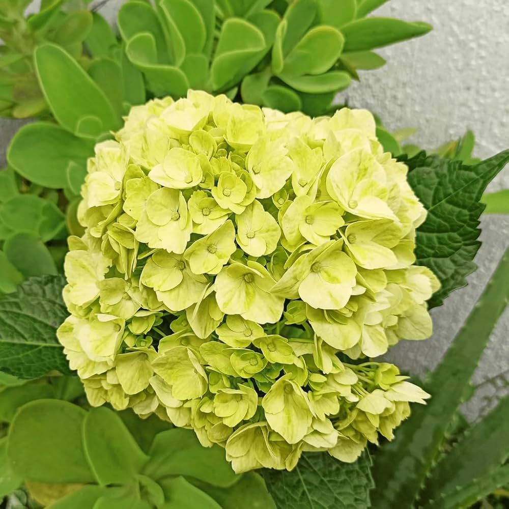 Hydrangea macrophylla Green Cloud Flower seeds for Planting Seasonal Bloomer, Heirloom & GMO Free Seeds for Home Garden seeds for planting