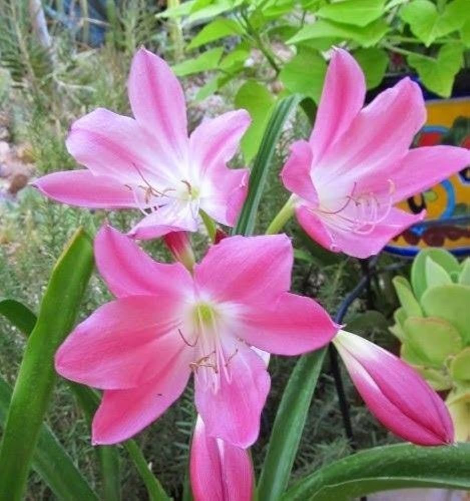 Crinum Flower seeds for Planting Fragrant Blossoms Heirloom & GMO Free Seeds for Home Garden