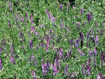 High quality Blue Vetch Flower seeds for Planting Shade Tolerant, Heirloom & GMO Free Seeds for Home Garden seeds pack