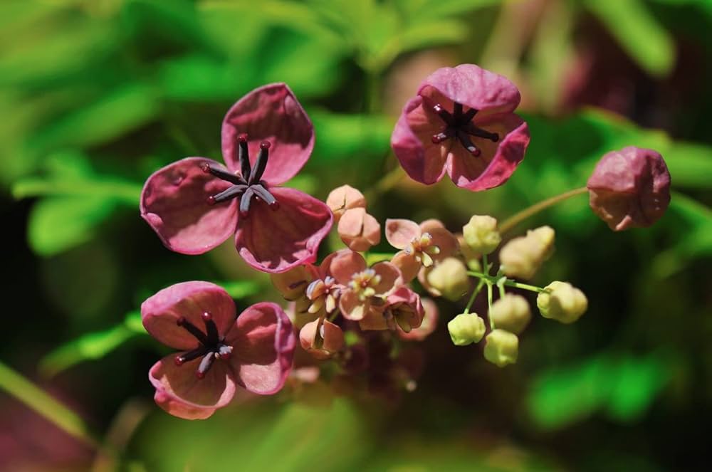 Premium Akebia Flower seeds for Planting Vibrant Colors, Heirloom & GMO Free Seeds for Home Garden seeds