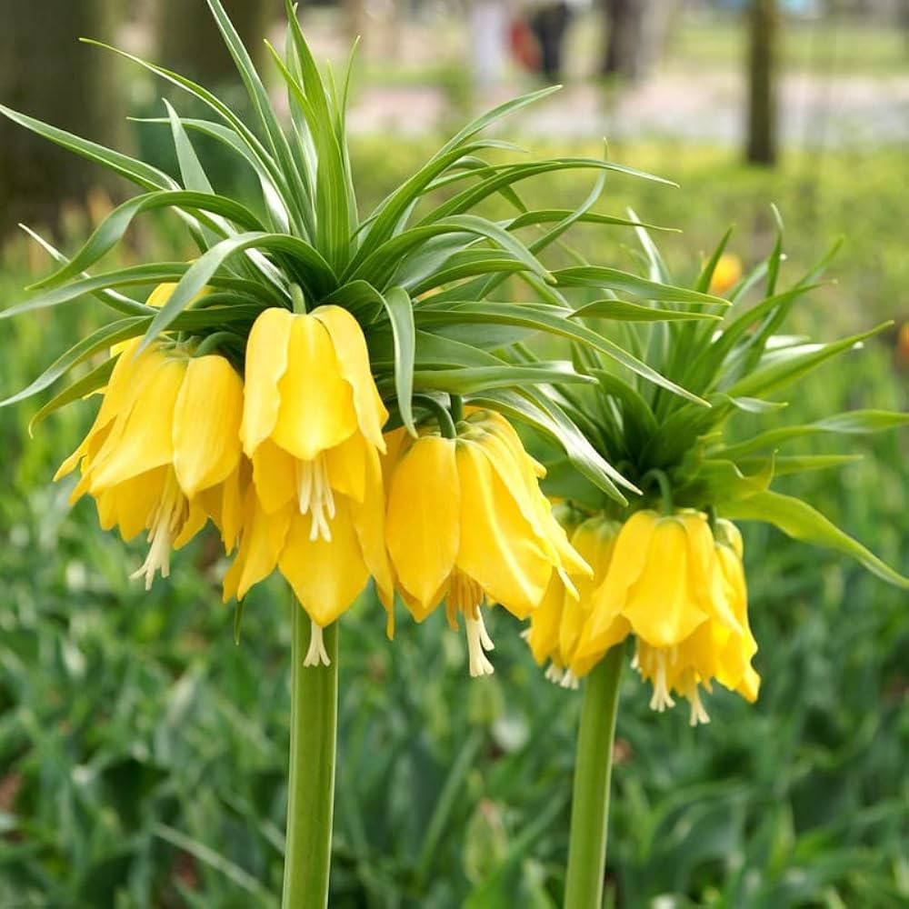 Premium Yellow Imperial Crown Flower seeds for Planting Pollinator Friendly, Heirloom & GMO Free Seeds for Home Garden seeds