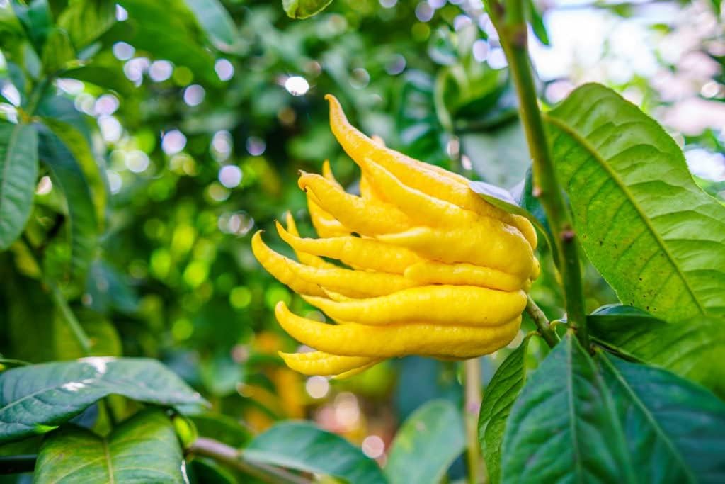 Buddha's Hand Flower seeds for Planting - Easy to Grow, Heirloom & GMO Free Seeds for Home Garden
 
 Sale seeds for home garden