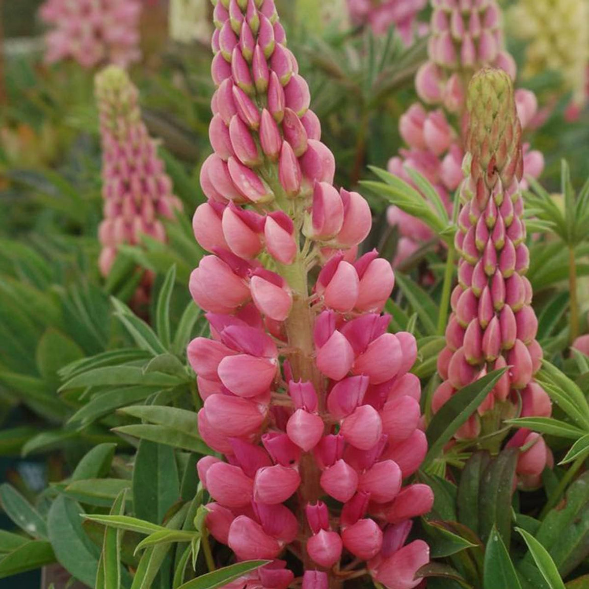 High quality Light Pink Lupine Flower seeds for Planting Drought Tolerant, Heirloom & GMO Free Seeds for Home Garden seeds pack