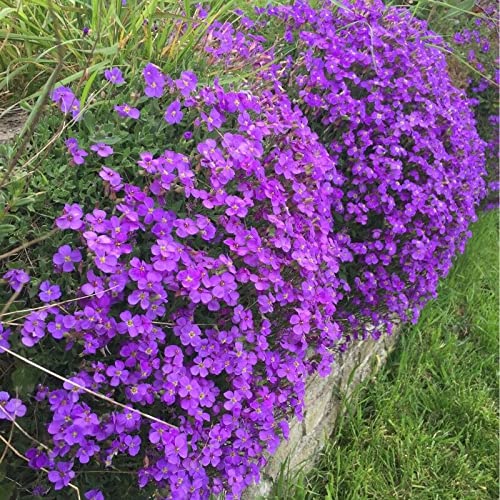 Purple Aubrieta Rock Cascade Seeds, Heirloom Non-GMO Flowers for Long Bloom Garden Planting
