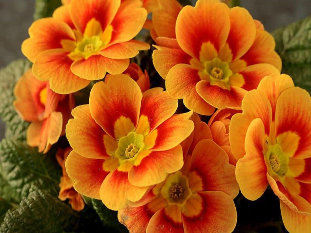 Primula Malacoides Flower seeds for Planting Colorful Display, Heirloom & GMO Free Seeds for Home Garden vegetable and garden seeds