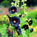 Black Hollyhock Flower seeds for Planting Pollinator Friendly, Heirloom & GMO Free Seeds for Home Garden seeds for planting