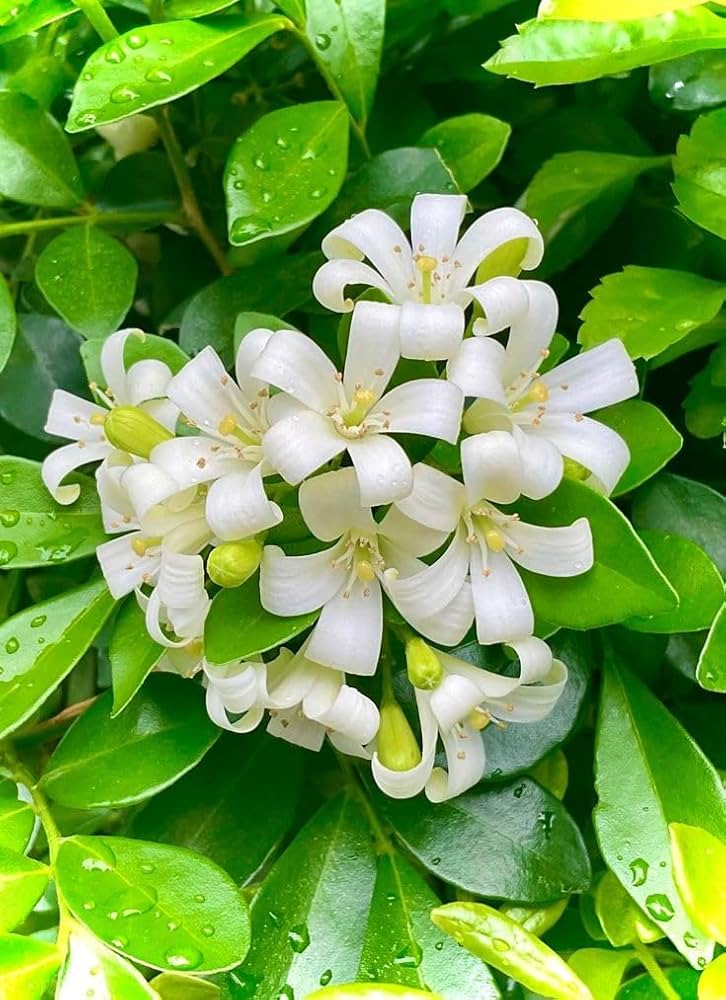 Heirloom Murraya Flower seeds for Planting Vibrant Colors Heirloom & GMO Free Seeds for Home Garden