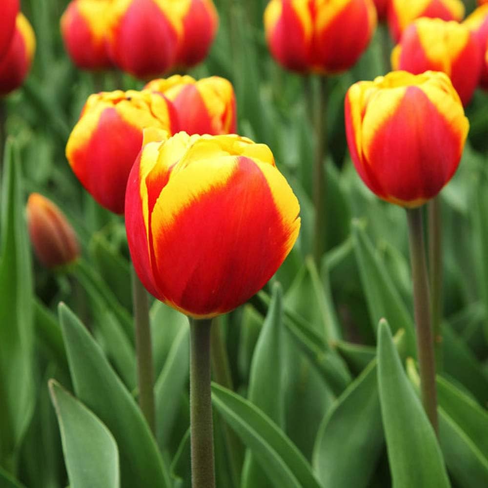 Tulip Yellow Red Flower seeds for Planting Premium Quality, Heirloom & GMO Free Seeds for Home Garden seeds for planting