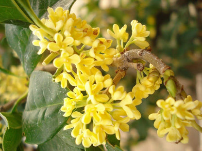Osmanthus Flower seeds for Planting Colorful Display Heirloom & GMO Free Seeds for Home Garden