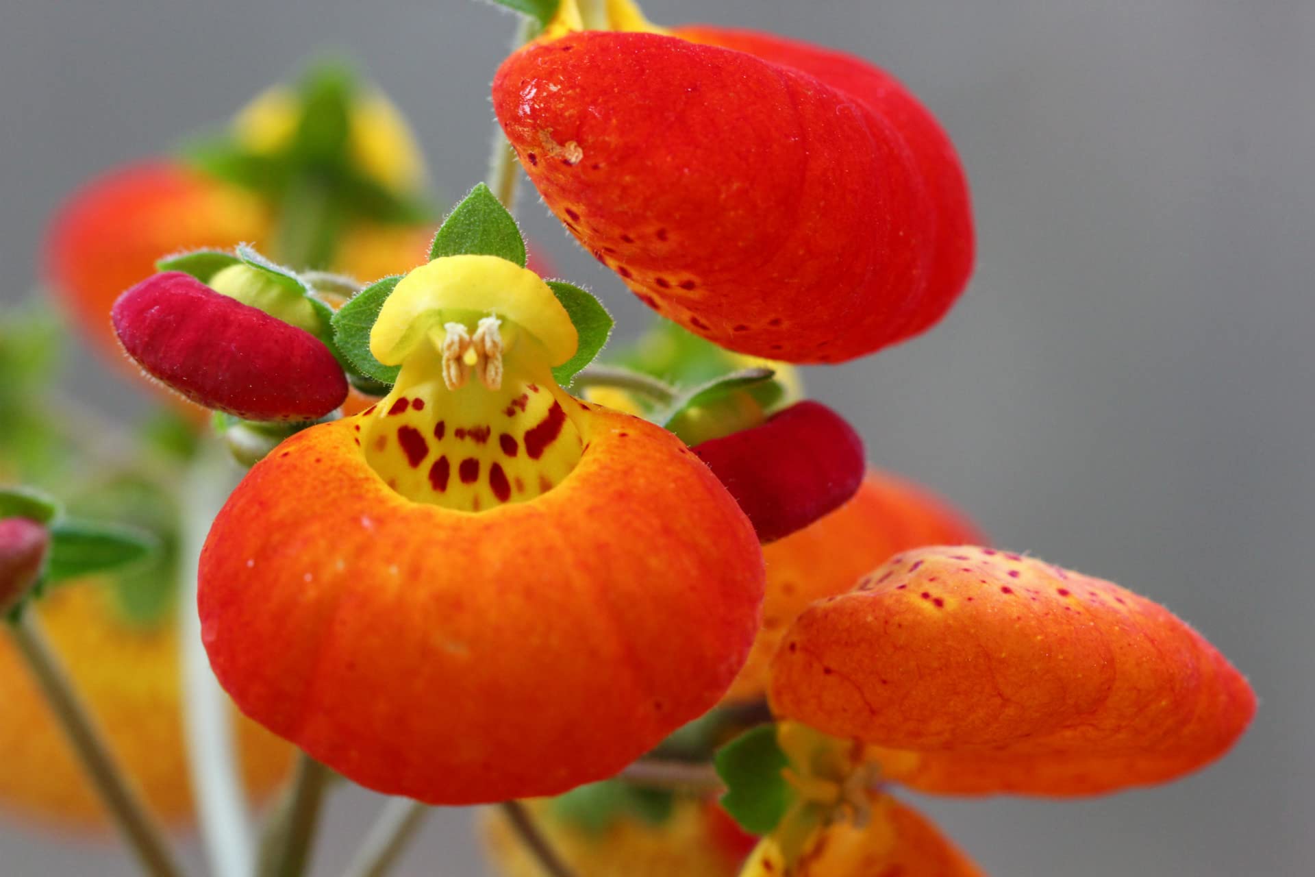 Yellow Red Calceolaria Flower seeds for Planting Colorful Display, Heirloom & GMO Free Seeds for Home Garden seeds for home gardening