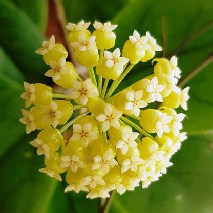 Hoya Flower seeds for Planting Garden Favorite Heirloom & GMO Free Seeds for Home Garden