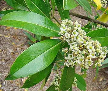 Ilex Paraguayensis Flower Seeds for Planting and Gardening seeds for planting