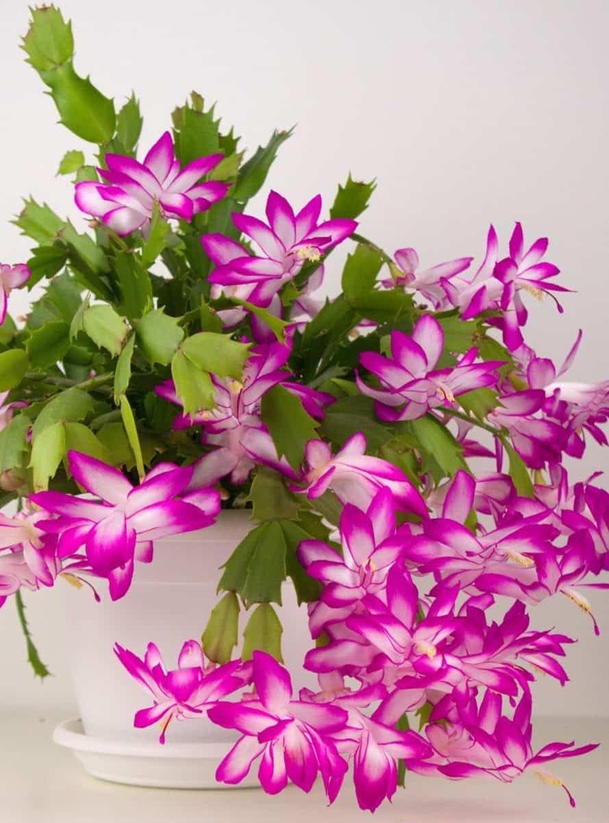 Premium White Pink Zygocactus Truncatus Flower seeds for Planting Long Bloom Season, Heirloom & GMO Free Seeds for Home Garden seeds