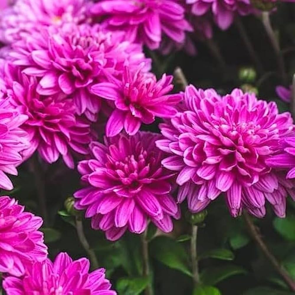Premium Deep Pink Chrysanthemum Flower seeds for Planting Pollinator Friendly, Heirloom & GMO Free Seeds for Home Garden seeds
