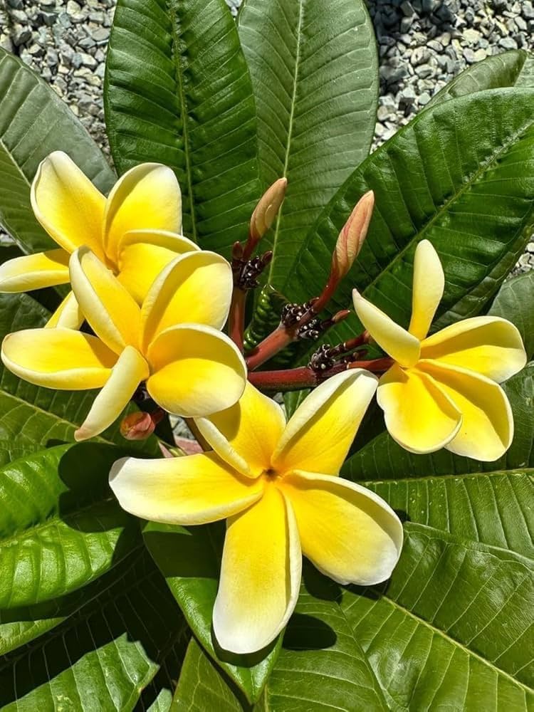 Frangipani Light Yellow Flower seeds for Planting Easy to Grow, Heirloom & GMO Free Seeds for Home Garden vegetable and garden seeds
