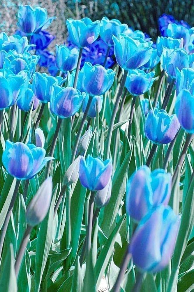 Premium Tulip Flower Seeds Sky Blue Flower seeds for Planting Cut Flower Favorite, Heirloom & GMO Free Seeds for Home Garden seeds