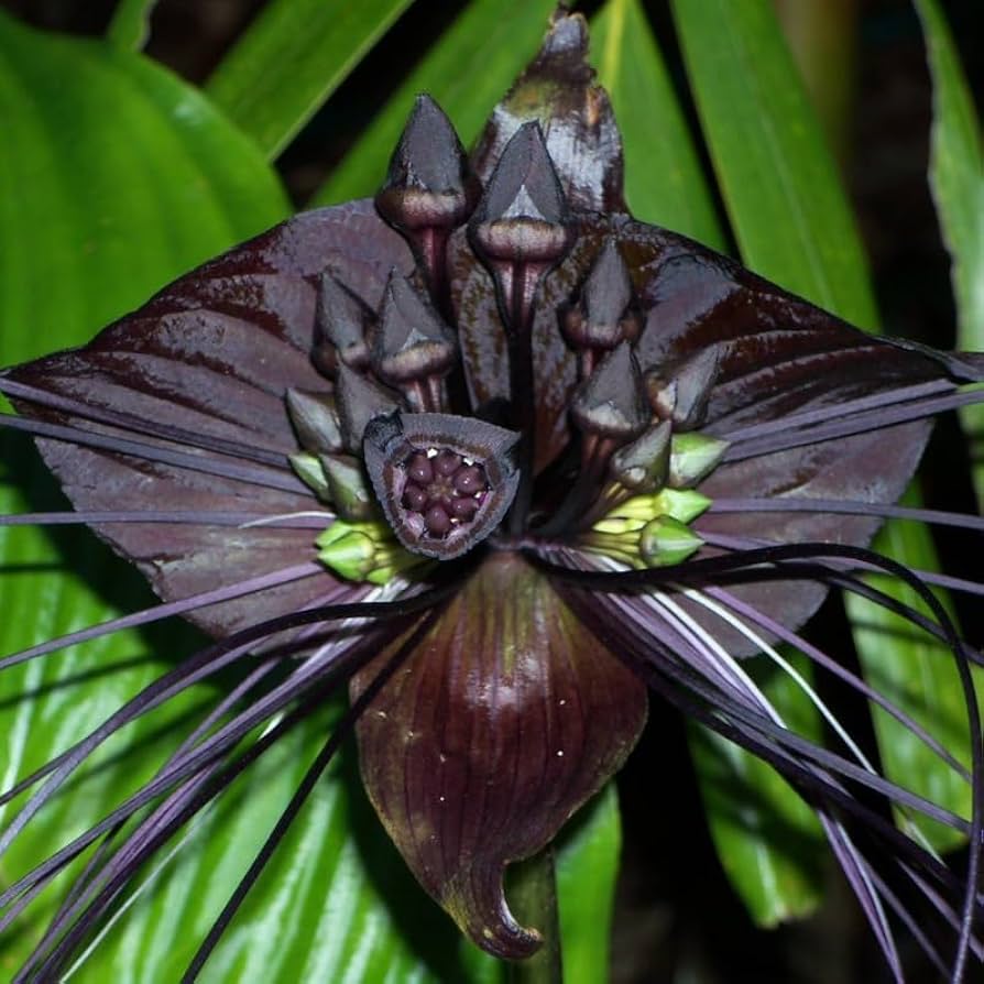 High quality Tiger Orchid Flower seeds for Planting Seasonal Bloomer, Heirloom & GMO Free Seeds for Home Garden seeds pack