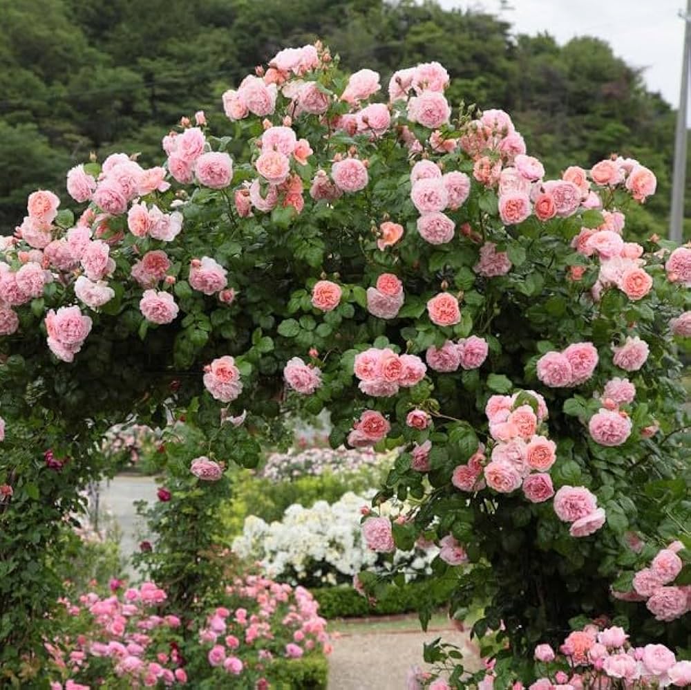High quality Pink Climbing Roses Flower seeds for Planting Easy to Grow, Heirloom & GMO Free Seeds for Home Garden seeds pack