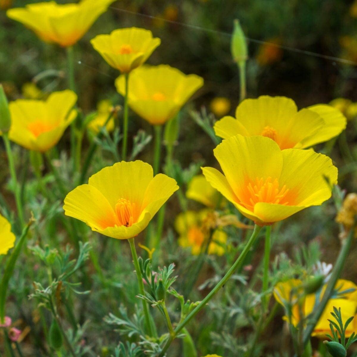 Premium Eschscholzia Flower seeds for Planting Hardy Variety, Heirloom & GMO Free Seeds for Home Garden seeds