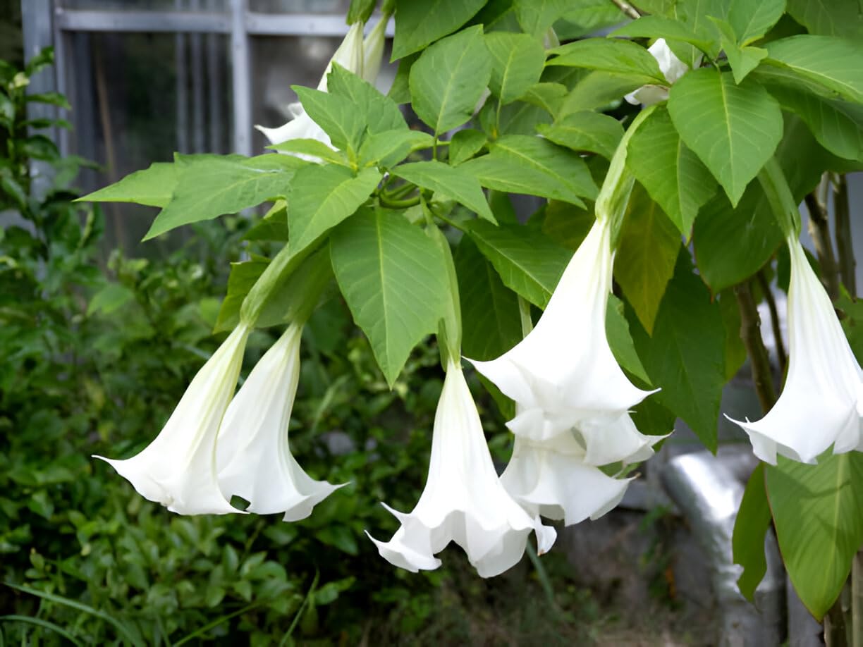 High quality Engelstrompete Flower seeds for Planting Drought Tolerant, Heirloom & GMO Free Seeds for Home Garden seeds pack