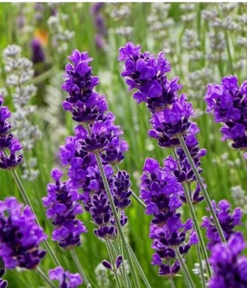 Premium Provence Lavender Violet Flower seeds for Planting Pollinator Friendly, Heirloom & GMO Free Seeds for Home Garden seeds