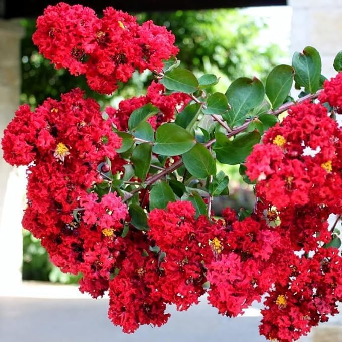 High quality Red Crape Tree Flower seeds for Planting Long Bloom Season, Heirloom & GMO Free Seeds for Home Garden seeds pack