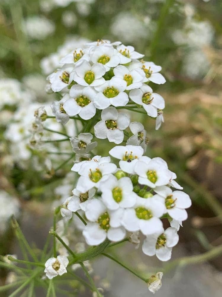 Alyssum Easter Bonnet Mix bonnet Flower seeds for Planting Pollinator Friendly Heirloom & GMO Free Seeds for Home Garden