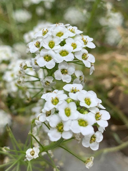 Alyssum Easter Bonnet Mix bonnet Flower seeds for Planting Pollinator Friendly Heirloom & GMO Free Seeds for Home Garden