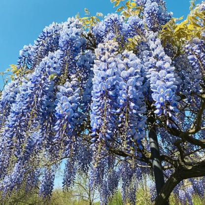 Blue Wisteria Flower seeds for Planting Seasonal Bloomer Heirloom & GMO Free Seeds for Home Garden