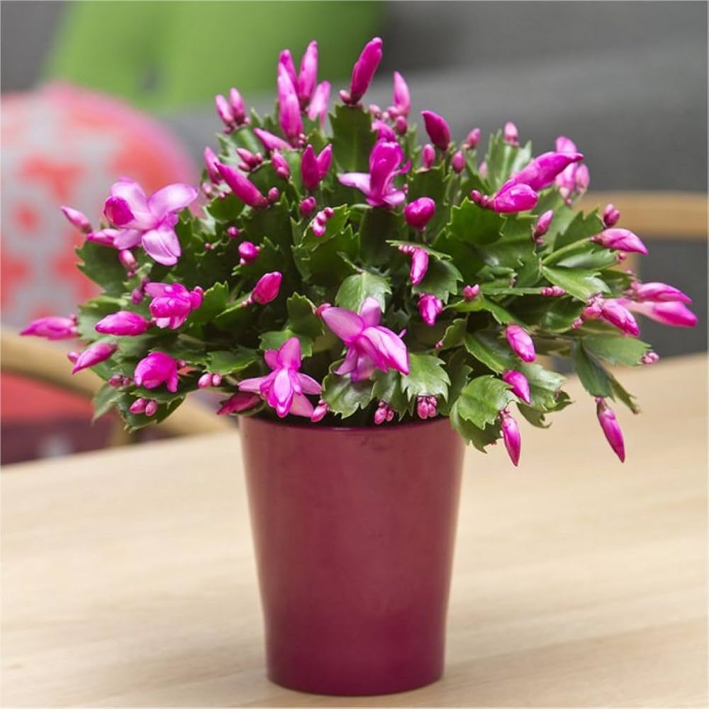 Mixed Schlumbergera Flower seeds for Planting Low Maintenance Heirloom & GMO Free Seeds for Home Garden