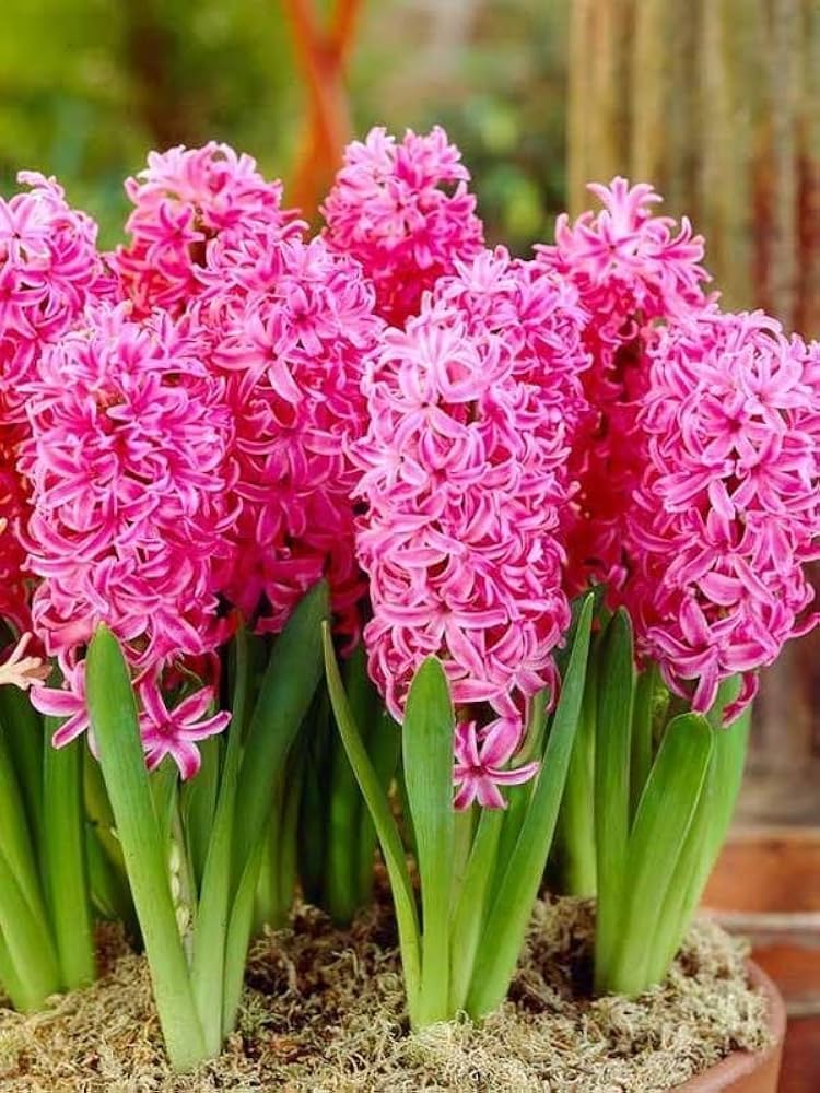 Premium Light Pink Hyacinth Flower seeds for Planting Easy to Grow, Heirloom & GMO Free Seeds for Home Garden seeds