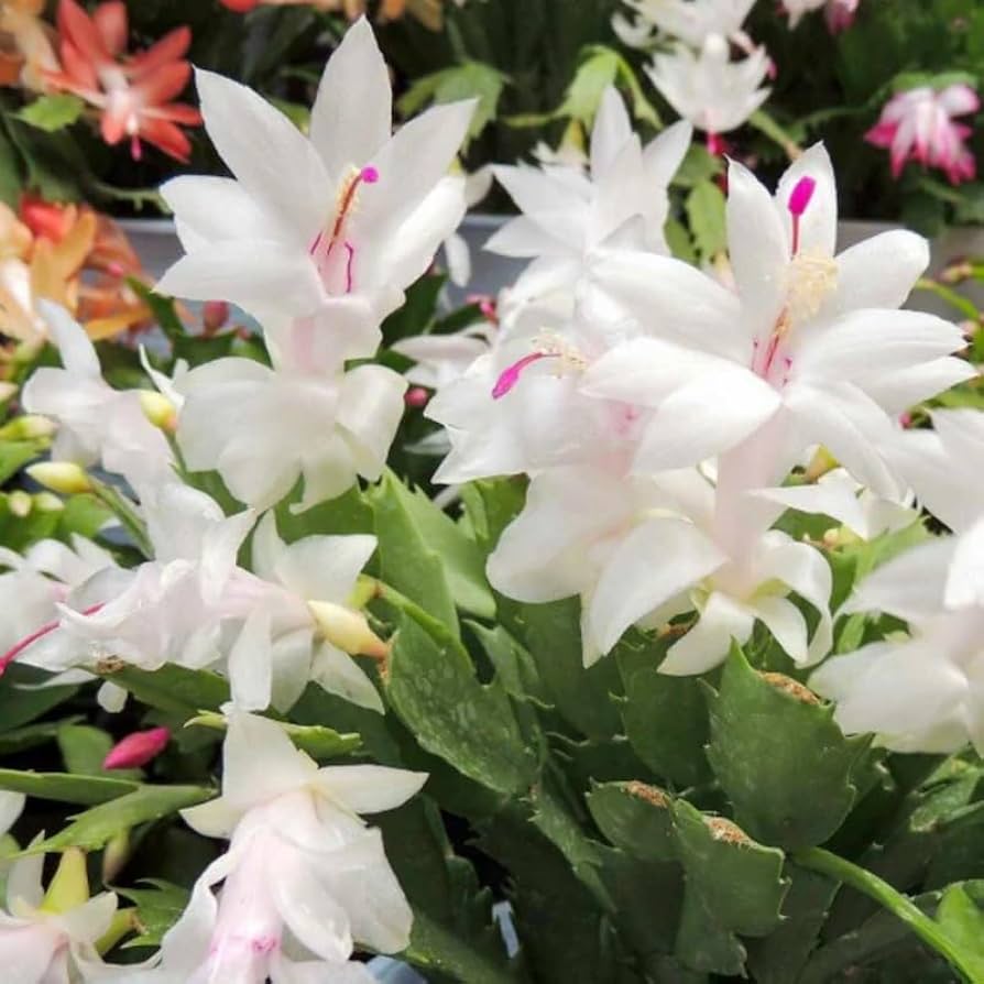 Zygocactus Truncatus Flower seeds for Planting Sun Loving Heirloom & GMO Free Seeds for Home Garden