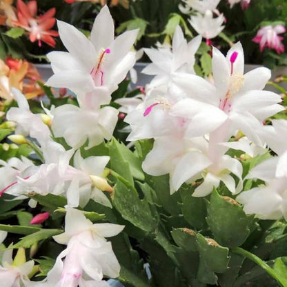 Zygocactus Truncatus Flower seeds for Planting Sun Loving Heirloom & GMO Free Seeds for Home Garden