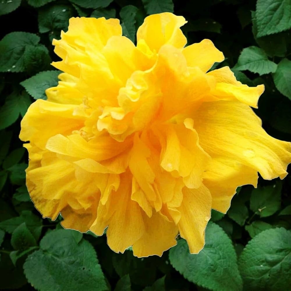 Kerrie Flower seeds for Planting Easy to Grow, Heirloom & GMO Free Seeds for Home Garden seeds for planting