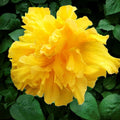 Kerrie Flower seeds for Planting Easy to Grow, Heirloom & GMO Free Seeds for Home Garden seeds for planting