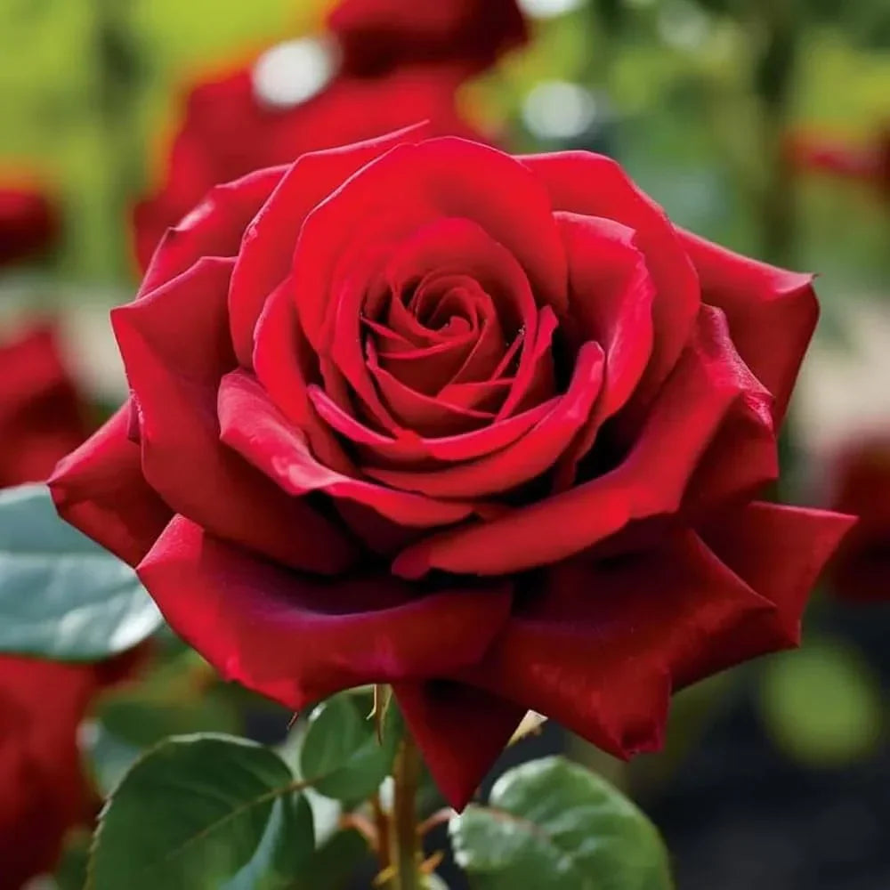 Rose Flower Seed Flower seeds for Planting Easy to Grow Heirloom & GMO Free Seeds for Home Garden